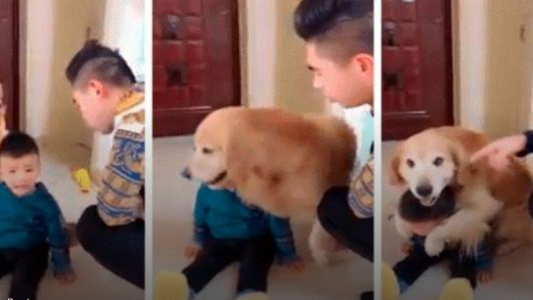 Un perro protege a un niño del castigo de su padre