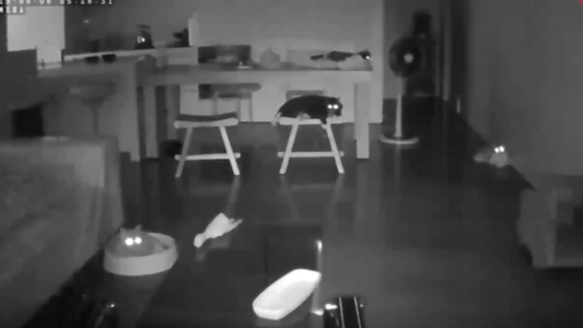 Cómo se "encienden" los gatos con un terremoto