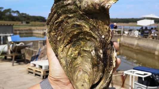 Encontró una ostra de casi un kilo y medio