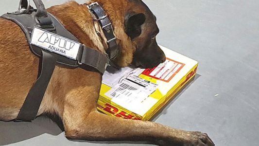 Perros descubren cocaína y éxtasis en envíos postales
