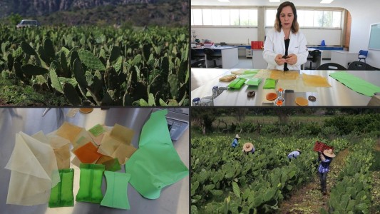 México crea un plástico biodegradable a base de un cactus
