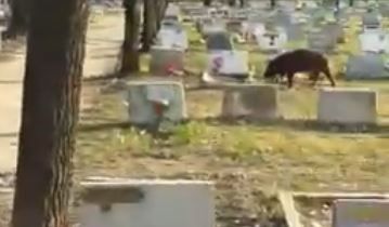 Videos: chanchos sueltos dañan tumbas del cementerio de Pablo Podestá