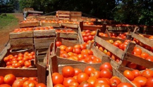 Piden reducir el consumo de tomate por "retraso en la producción"