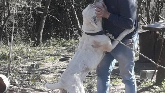 Perros le desgarraron piernas y brazos mientras repartía pastas en bicicleta