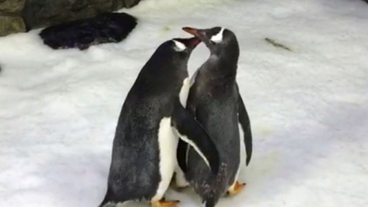 La historia de la pareja de pingüinos gays que adoptaron un huevo abandonado