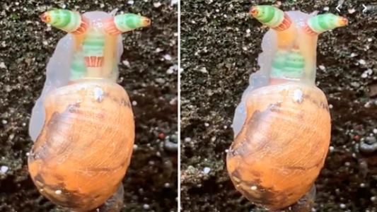 La historia detrás del "caracol zombie": está controlado por un parásito