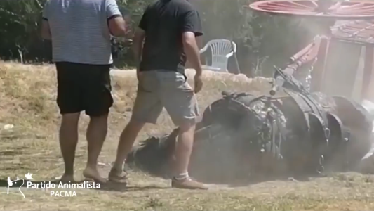 Uno caballo se desplomó de agotamiento en una prueba de tiro y arrastre