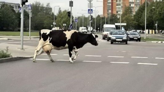 Video: cayó una vaca en la avenida