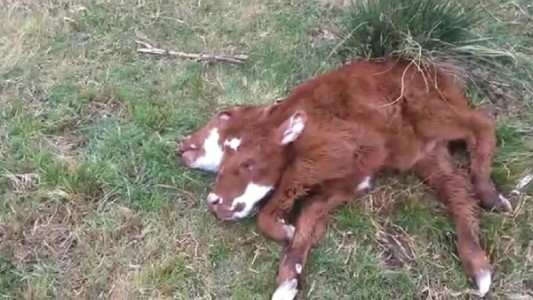 Nació una ternera con dos cabezas y vivió 12 horas