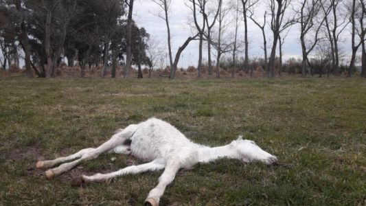 Video: Así rescataban 420 caballos de un campo de Ezeiza, la mayoría desnutridos