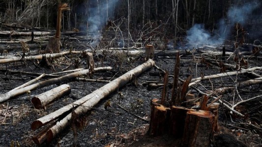 Suman 8 millones de firmas en Change.org para salvar al Amazonas de los incendios