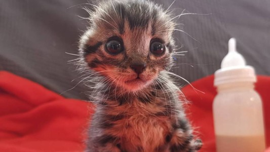 El tierno gatito sin orejas que fue rescatado de la calle