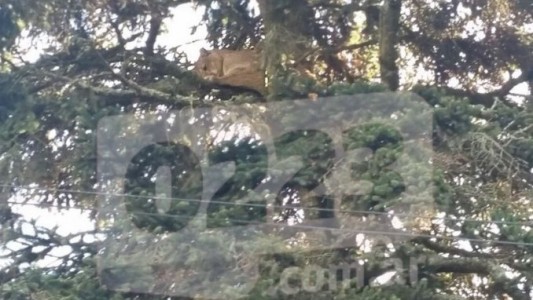 Alerta en Mar del Plata por un puma suelto