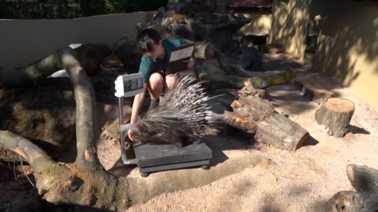 Así se realiza el control de peso en el zoológico