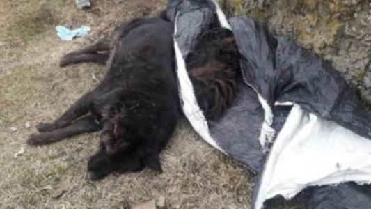 Más de 60 perros aparecieron muertos por comer carne envenenada