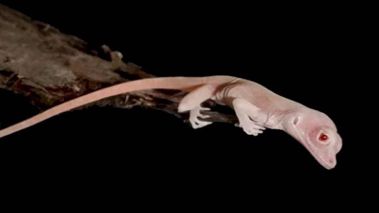 Lagartijas albinas mutantes: el primer animal del mundo que fue editado genéticamente
