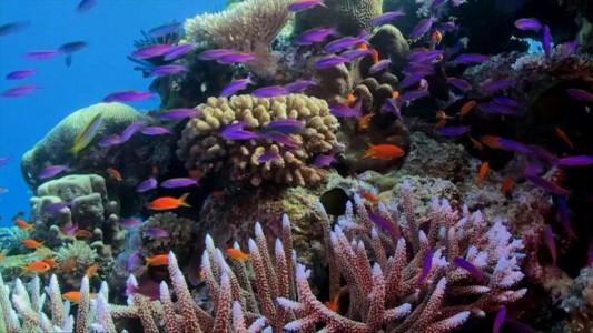 La gran barrera de coral en peligro por el cambio climático