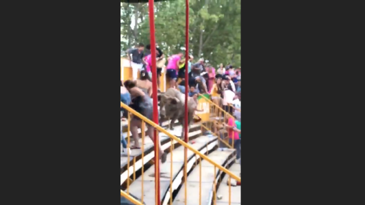 Pánico por un toro que saltó a la tribuna y embistió a los espectadores