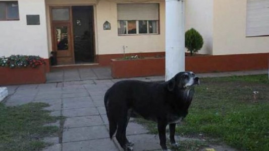 Una perra callejera le salvó la vida a una mujer policía