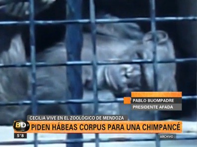Piden hábeas corpus para que liberen a una chimpancé del zoológico