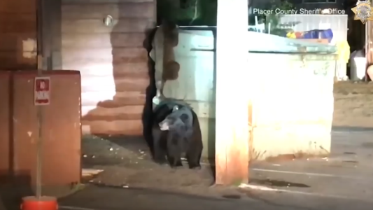 El ingenioso rescate de un osito