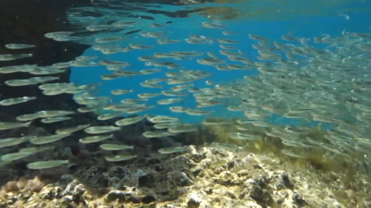 El espectáculo de los pejerreyes en la época de reproducción