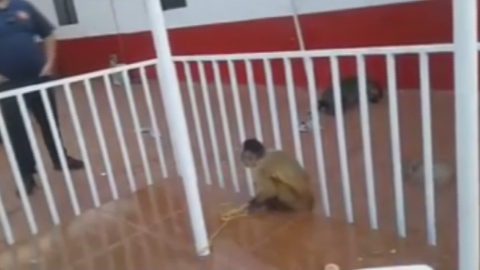 Cayó el mono que robaba lencería