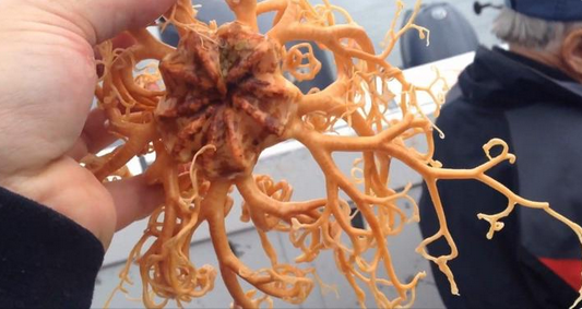 Video: la extraña criatura marina que parece un "Alien" y es un misterio para los pescadores