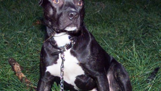 Perro pitbull atacó a su dueña y tuvieron que amputarle el antebrazo