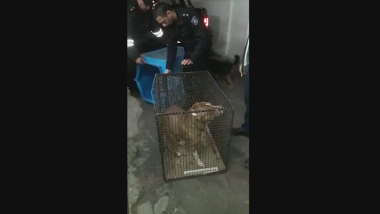 Este pitbull le arrancó el antebrazo a una mujer