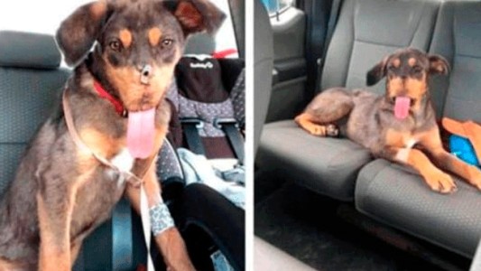 Video: el perro que sufrió maltrato y volvió a ladrar tras cuatro operaciones