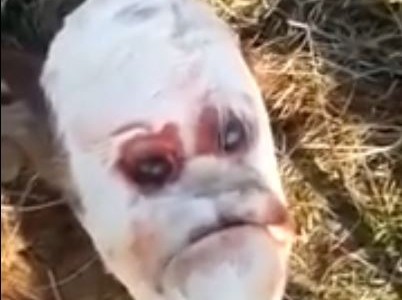 Video: nació un ternero con rostro humano