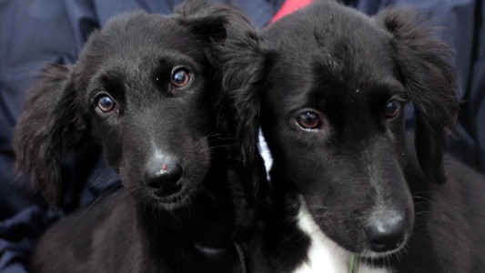 Perros en Noruega: investigan extraña enfermedad mortal