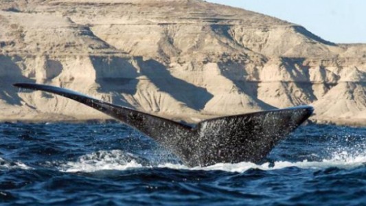 Distinción: reserva Patagonia Azul, la más grande en su tipo en Argentina