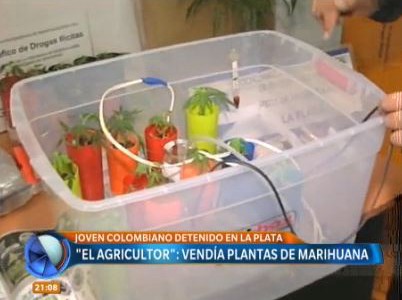 Joven colombiano vendía plantines de marihuana en la UNLP