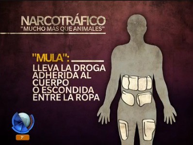 Infografía: diferencias entre "mulas" y "camellos" narcos