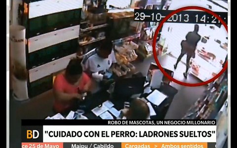 Robo de mascotas, un negocio millonario