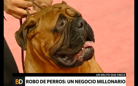 Para qué se roban los perros