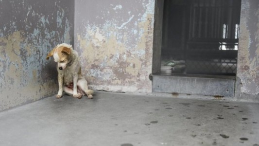 Le cortó una pata a su perro como castigo por molestar a los vecinos