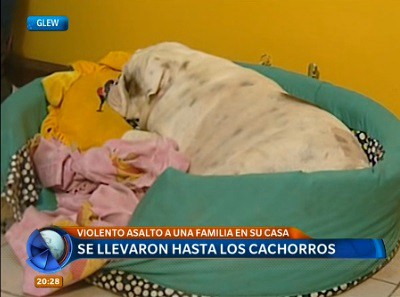 Violento asalto en una casa: se llevaron hasta los cachorros