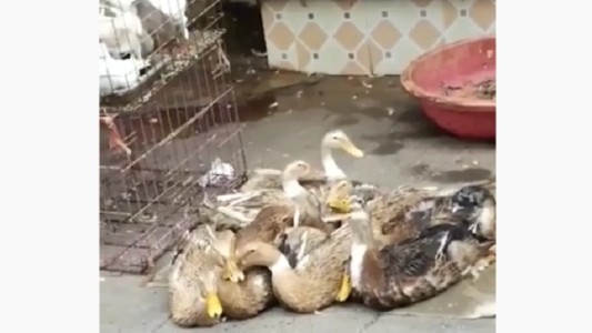 Video: la risa malévola y viral de un "psicopato"