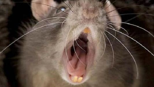 Pérez Corradi fue mordido por ratas en su celda de Marcos Paz