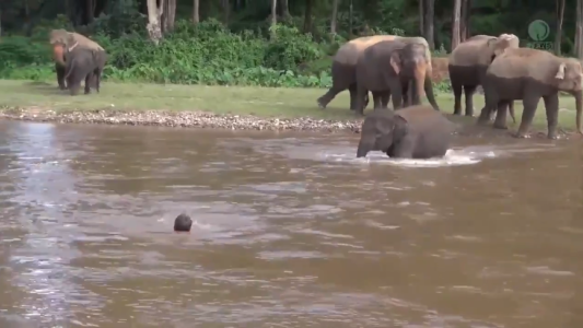 Bebé elefante se mete al río para rescatar a su cuidador