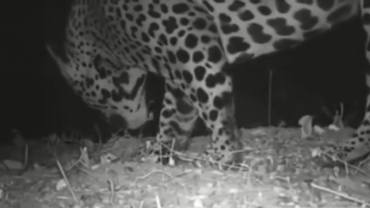 Video: filmaron por primera vez un yaguareté en El Impenetrable chaqueño