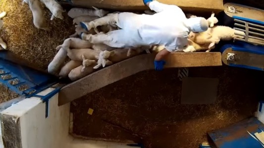 Video documento: la camara oculta que demuestra el maltrato animal en un matadero