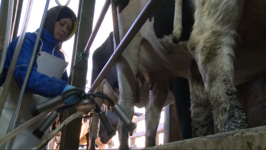 La crisis lechera pone en riesgo a pequeños productores