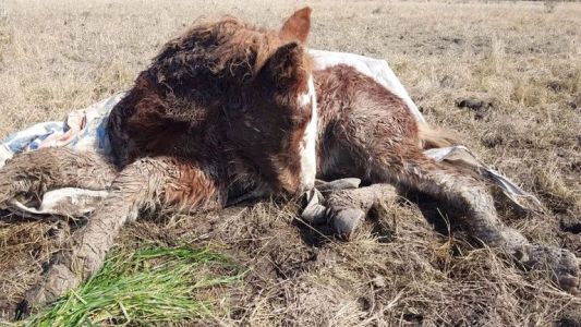 Intentan recuperar a los 400 caballos rescatados del "campo de la muerte" de Ezeiza