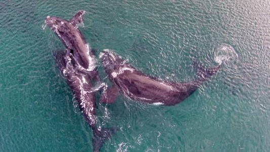 Show en el mar: las ballenas se aparean en Puerto Madryn