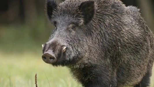 Un cazador mató a su padre de un disparo al confundirlo con un jabalí