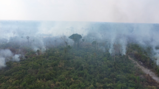 Alarma global por incendios en la Amazonía